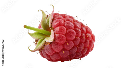 Canvas Print Isolated vibrant juicy healthy fresh ripe red raspberry fruit with its green ste