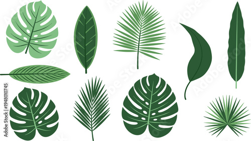 Various green leaves on white background tropical leaves palm leaves monstera leaves