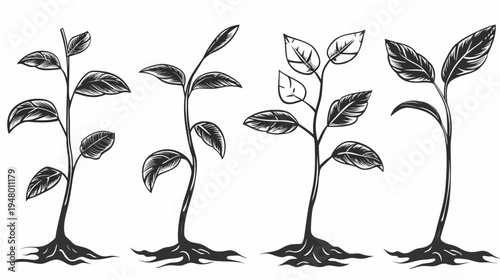 Hand-drawn illustration of four young plants with roots in the soil
