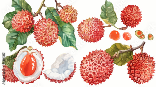 Watercolor illustration of lychee fruits and leaves on a white background