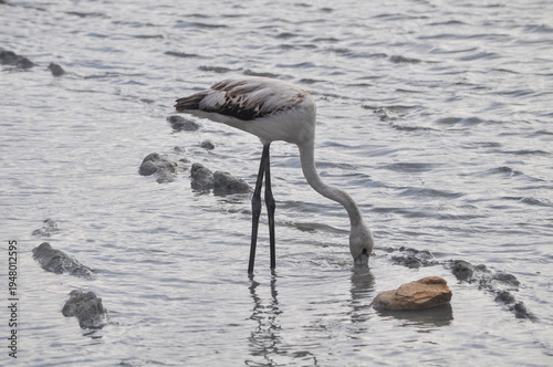 The bird Flamingo in the natural environment in Lady's Mile Limassol