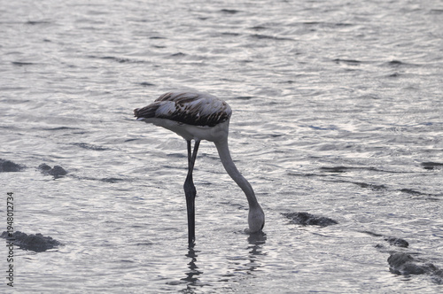 The bird Flamingo in the natural environment in Lady's Mile Limassol