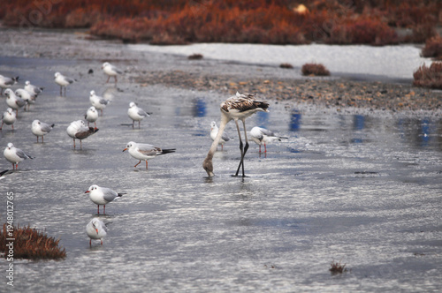 The bird Flamingo in the natural environment in Lady's Mile Limassol