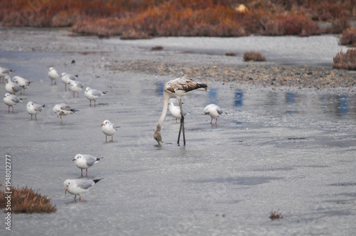 The bird Flamingo in the natural environment in Lady's Mile Limassol