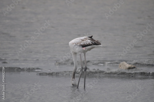 The bird Flamingo in the natural environment in Lady's Mile Limassol