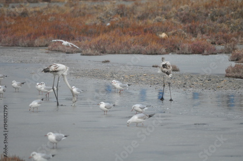 The bird Flamingo in the natural environment in Lady's Mile Limassol