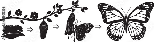 A black and white infographic showing the four stages of a butterfly life cycle transformation isolated on transparent background, Vector