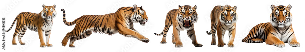 Obraz premium PNG Tigers in various dynamic poses on transparent background