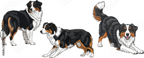 English Shepherd dog herding standing looking back play bow pose stance