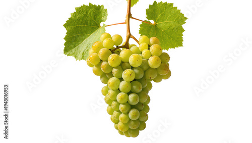 Tableau sur toile Isolated single bunch of fresh green grapes with leaves and stem, delicious ripe healthy fruit
