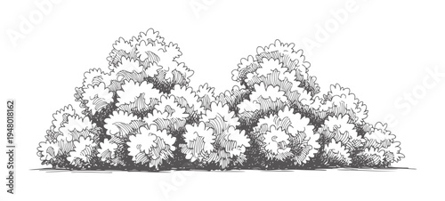 Black and white of a dense leafy bush with hatching plant foliage leaves green