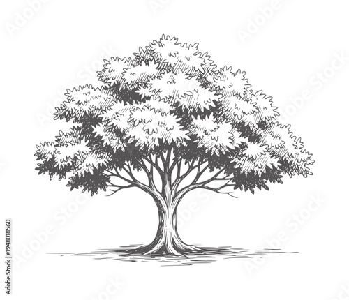 Of a deciduous tree with dense foliage and textured bark leaves branches trunk