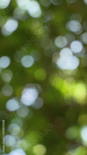 Green Nature Bokeh Background with Sunlight
