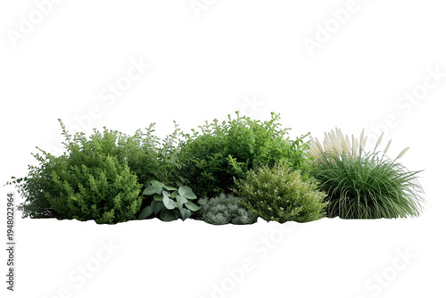 Garden planting creating a lush green border with pampas grass and diverse shrubs on transparent background