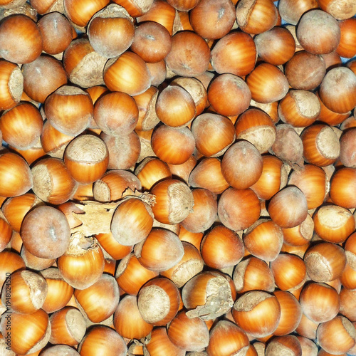 Picked hazelnuts in the forest