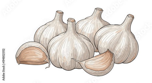 Detailed illustration of multiple whole heads of white garlic along with two individual cloves arranged on a plain background.