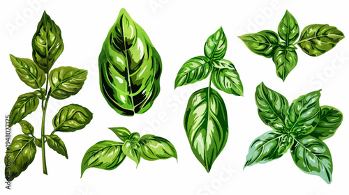 Watercolor illustration of green basil leaves and sprigs, isolated on a white background
