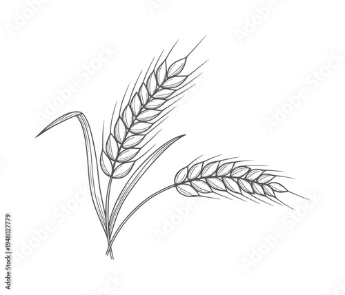 Hand drawn of two wheat stalks with leaves grain cereal plant