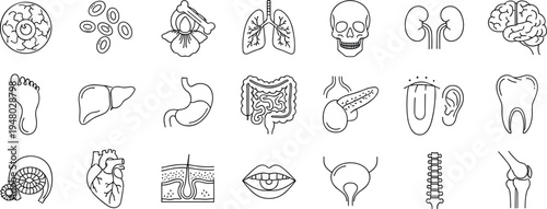 Human anatomy outline icons set organs medical healthcare illustration collection