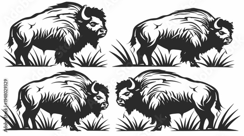 Black and white illustration of four bison, standing in tall grass, on a white background