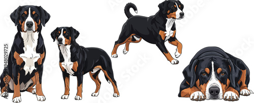 Entlebucher Mountain Dog lying down standing sitting running pose set