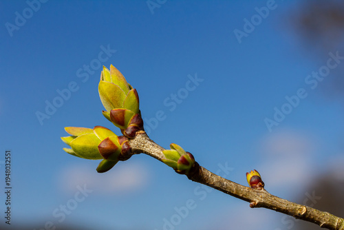 Spring young leaves on the trees against the background of a spring park. Spring landscape, trees with first leaves