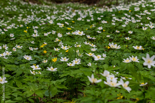 The many white wild flowers in spring forest. Blossom beauty, nature, natural. Sunny summer day, green grass in park. Anemonoides nemorosa