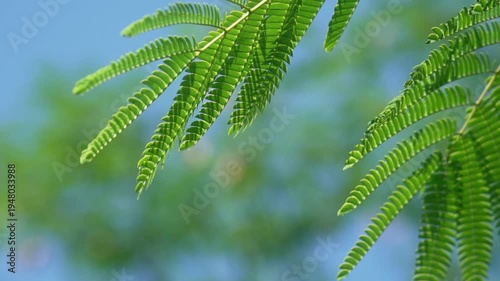 Wallpaper Mural Artistic Summer Nature Scenes with Empty Shots and Natural Beauty Torontodigital.ca