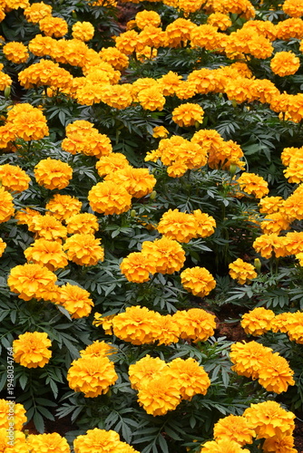 yellow flowers background