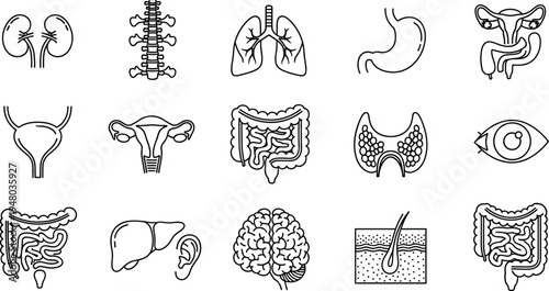 Human anatomy outline icons set organs medical healthcare illustration collection