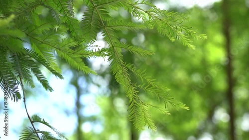 Wallpaper Mural Artistic Summer Green Leaves Atmosphere Video in Natural Setting Torontodigital.ca