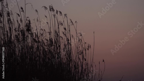 Wallpaper Mural 4K Artistic Sunset Reflection Silhouette of Reeds in Natural Setting Torontodigital.ca