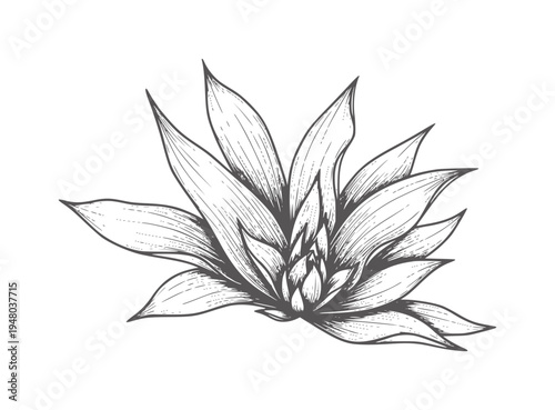 Of a blooming agave plant with sharp pointed leaves botanical floral nature