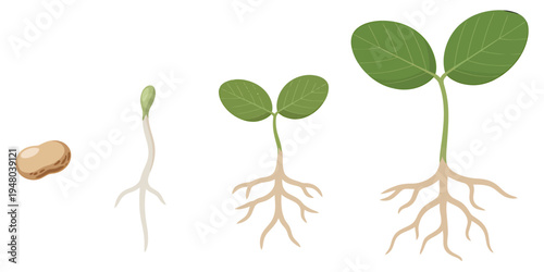 Seed germination process with roots and green leaves growing  plant development stages