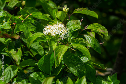 Cornus sanguinea red dog plant with flower and full leaf. Cornus drummondii, with tiny white flowers. Flowering shrub of Cornus controversy in the spring garden