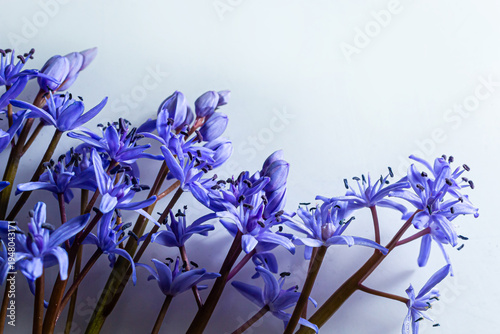 Flower design - floral border made of Scilla bifolia two-leaf squill or alpine squill isolated on white background with space for text. Spring decoration