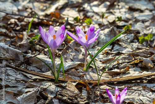 Close up detail with a Crocus heuffelianus or Crocus vernus spring giant crocus. purple flower blooming in the forest
