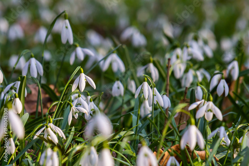White snowdrop flowers. Galanthus blossoms illuminated by the sun in the green blurred background, early spring. Galanthus nivalis bulbous, perennial herbaceous plant in Amaryllidaceae family