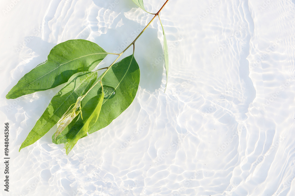 Fototapeta premium Fresh eucalyptus leaves floating in clear water with sunlight ripple patterns