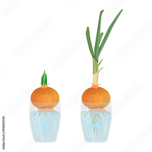 Onion sprouting in water glasses at home. Two stages of red onion growing and sprouting green leaves in mug of water. Hydroponic growth process. Plant propagation. Home windowsill gardening. Vector