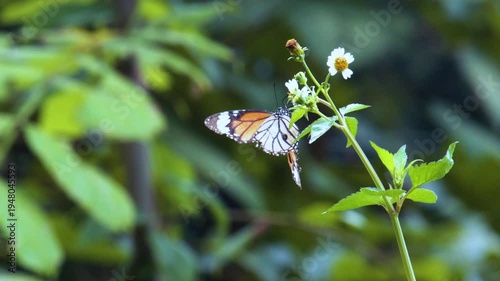 Wallpaper Mural Real Shot of Green Mountains Clear Water with Butterflies and Ducks Torontodigital.ca