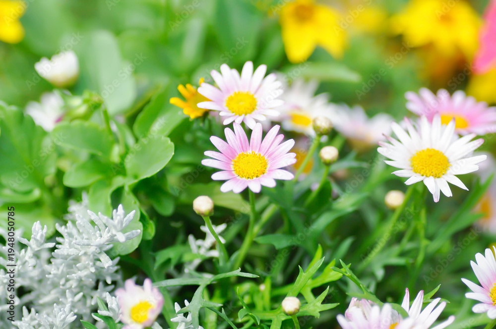 Fototapeta premium Japan daisy or purple Bellis perennis or purple daisy flower , daisy flower or Gold Carpet or Gloden Fleece or Asteraceae