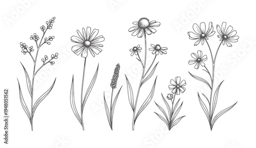 Hand drawn line collection of wild meadow flowers and grasses botanical nature