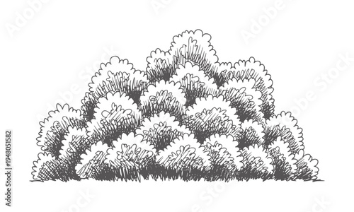 Hand drawn of dense green foliage bush with scribbled texture handdrawn