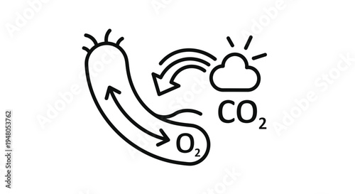 Microorganism Metabolism: Oxygen Intake and Carbon Dioxide Release