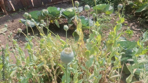 Opium, also called poppy tears or Lachryma papaveris, is the dried latex (sap) obtained from the seed capsules of the opium poppy, scientifically known as Papaver somniferum