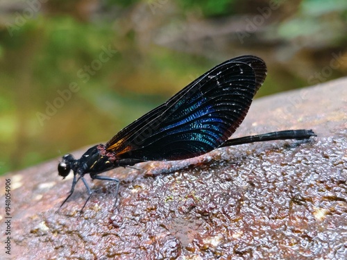 Black Damselfly Resting on Rock Close-Up