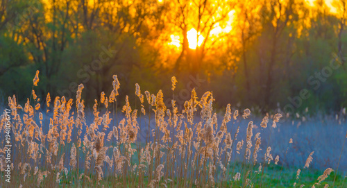 Wallpaper Mural The the edge of a lake in bright sunlight at sunrise in spring, Oostvaardersveld, Almere, Flevoland, The Netherlands, April 4, 2025 Torontodigital.ca