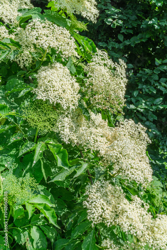 White elderberry flowers (Sambucus nigra) blooming amidst lush green leaves in a natural outdoor setting on a sunny day.