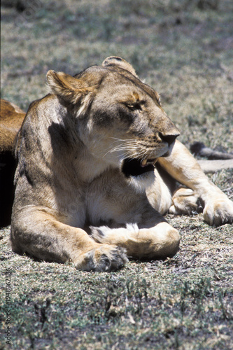 Принти на полотні lioness (Panthera leo) dozing in the sun, Serengeti, Tanzania